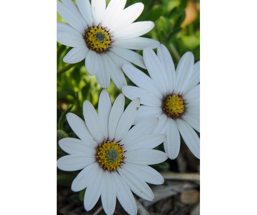Avalanche White Sun Daisy
